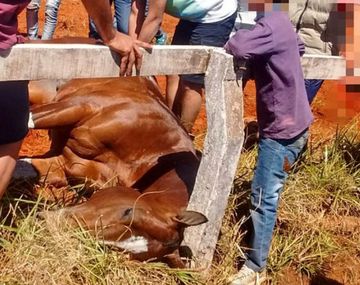 Uno de los caballos que murió en competencia. Gentileza de La Voz de Misiones