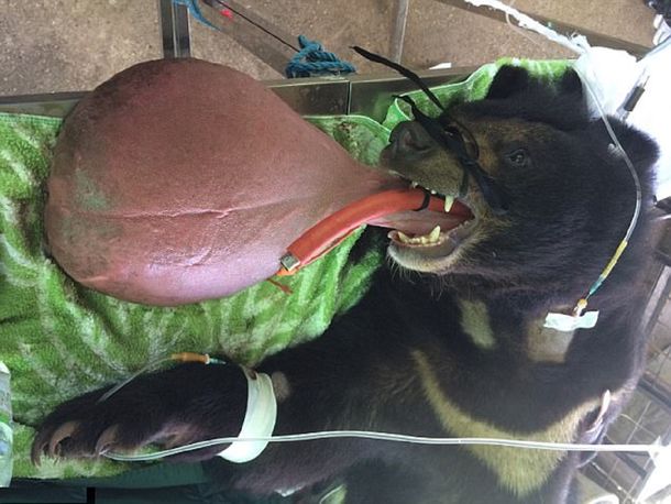 El extraño caso de un oso tibetano que padece de una mutación nunca antes vista