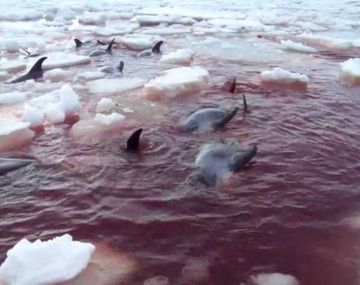 Más de 30 delfines murieron atrapados en el hielo