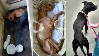 Cook abandonó a Ruby y Blacky para que murieran de hambre Cook abandonó a Ruby y Blacky para que murieran de hambre