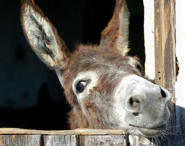 El burro fue sacrificado tras ser abusado sexualmente por 15 chicos