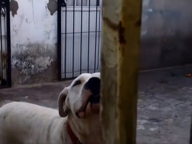 VIDEO: Este es el perro dogo que atacó a un nene de 4 años y le lastimó la cara
