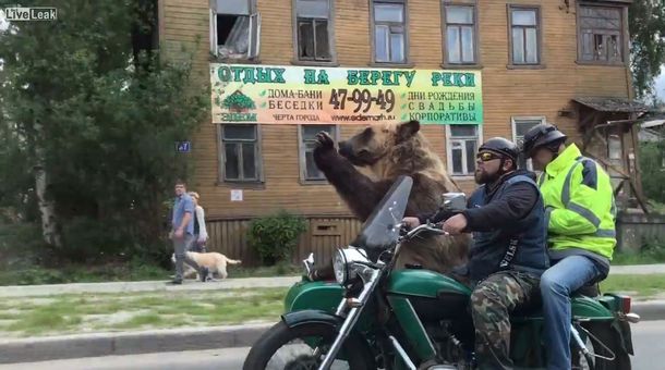 Un oso en moto es furor en Rusia