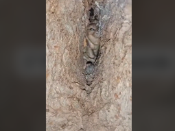 ¿Un duende adentro de un árbol?: el viral cordobés que estalla en las redes