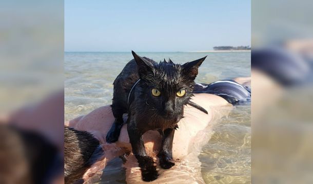 Nathan ama la playa igual que sus dueños