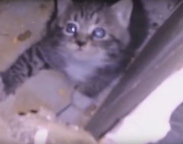 Emotivo rescate de un gato en un hospital
