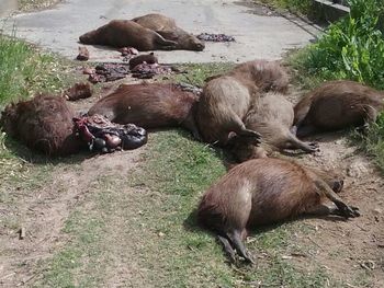 Gentileza de&nbsp;elcivismo.com.ar