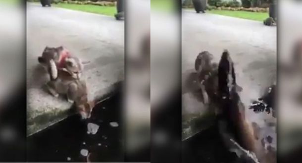 Cazador cazado: un gatito quiso atacar a un pez y terminó en el agua