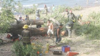 dos ninos murieron aplastados por un arbol mientras jugaban en un camping dos ninos murieron aplastados por un arbol mientras jugaban en un camping