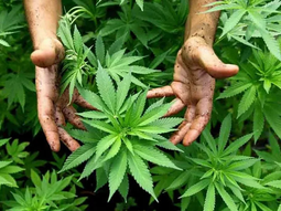 La startup uruguaya-brasileña de cannabis medicinal, PucMed, buscará salir a las bolsas de Toronto y Sao Paulo este año. La startup uruguaya-brasileña de cannabis medicinal, PucMed, buscará salir a las bolsas de Toronto y Sao Paulo este año.