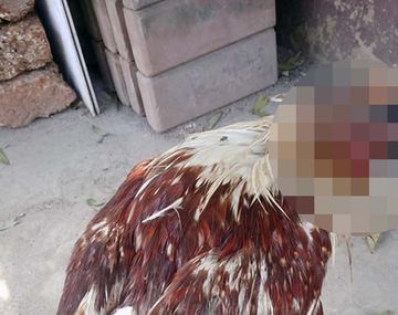 El misterioso caso de la gallina que vive sin cabeza