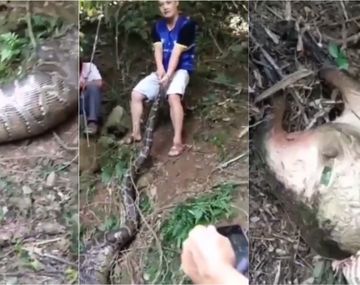 VIDEO: Una pitón de 4 metros se tragó una cabra