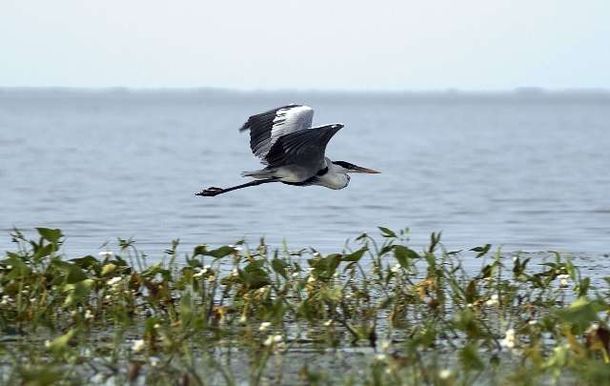 Ibera_flor_cb_180611_3_42409