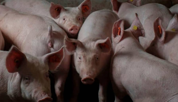 Cancillería atrasó la firma del acuerdo con China para instalar granjas de cerdos: el motivo