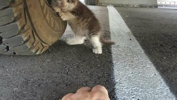 Una persona encontró a este gatito en apuros