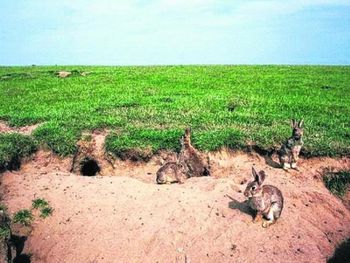 Una invasión de conejos europeos en Neuquén