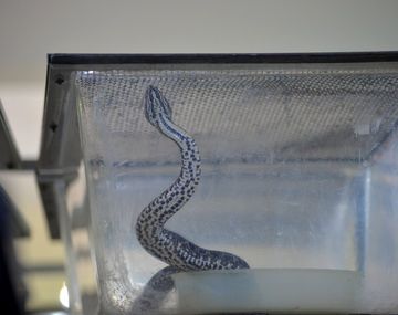 Apareció una yarará en Ciudad Universitaria: qué dijo la UBA