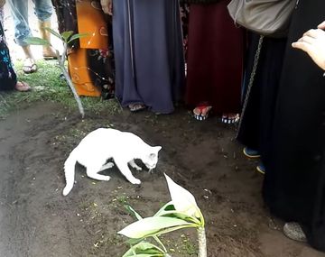 Un gato se niega a dejar una tumba en un funeral en Malasia