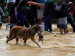 mascotas, las victimas olvidadas del temporal de cordoba mascotas, las victimas olvidadas del temporal de cordoba