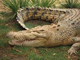 Cocodrilo australiano