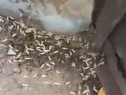 denuncian que un supermercado chino esta rodeado de gusanos denuncian que un supermercado chino esta rodeado de gusanos