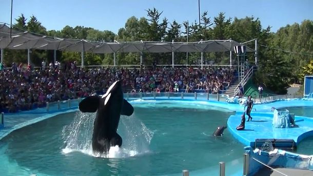 Denuncian el uso y maltrato de animales en la Costa