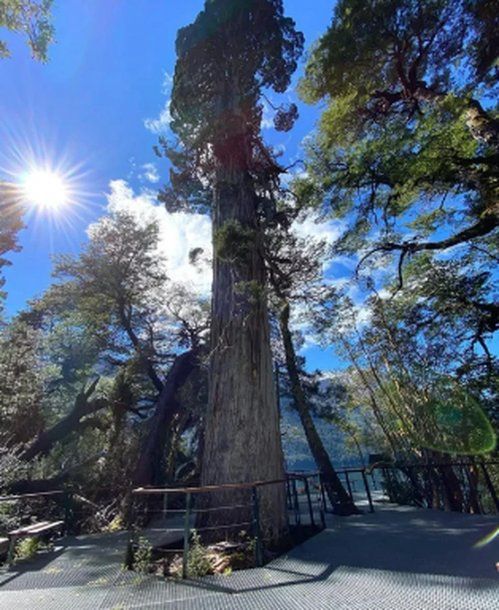 El árbol más antiguo del mundo se encuentra en el Parque Los Alerces