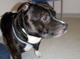 Lo siento mucho: abandonó a su perro en la Iglesia con una nota