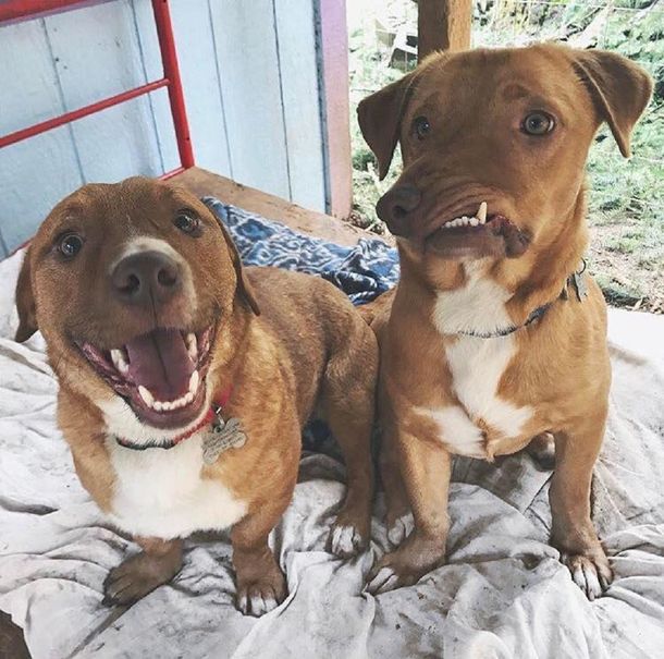 Este perro estuvo a punto de ser sacrificado por ser diferente