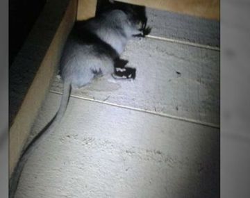 El roedor estaba muerto en el techo de su casa