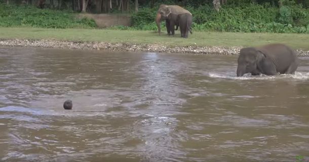 Un elefante corre a ayudar a un hombre que se ahogaba