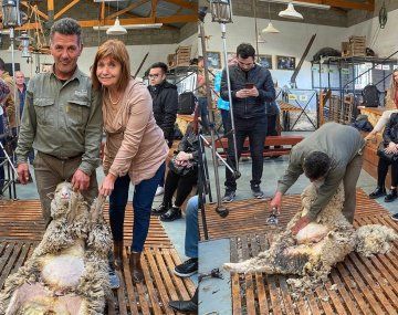 Críticas y memes por las fotos de Patricia Bullrich esquilando una oveja