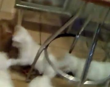 Un grupo de perritos ataca sin piedad a un gato