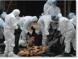 seis millones de aves, sacrificadas en mexico por la gripe aviar seis millones de aves, sacrificadas en mexico por la gripe aviar