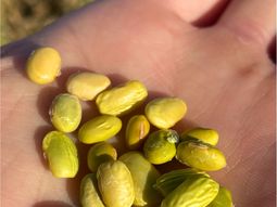 Las exportaciones de soja de Uruguay cayeron un 67% interanual en abril. Las exportaciones de soja de Uruguay cayeron un 67% interanual en abril.