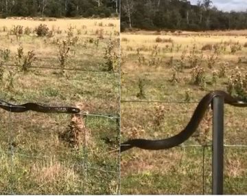 VIDEO: El curioso acto de equilibrismo de una enorme serpiente