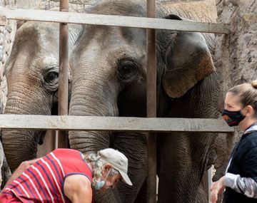 Las elefantas Pocha y Guillermina llegaron al santuario de Brasil
