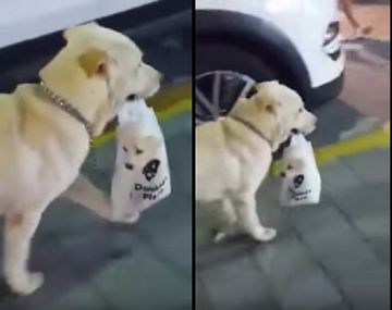 Lleva a pasear a su cachorro en una bolsita