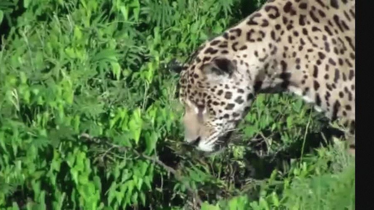 VIDEO: El increíble salto de un jaguar para cazar a un cocodrilo