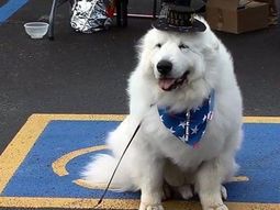 un perro fue elegido intendente por tercera vez en un pueblo de estados unidos un perro fue elegido intendente por tercera vez en un pueblo de estados unidos