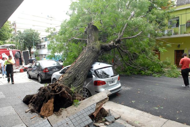 Un árbol se cayó por el temporal y destruyó un auto 0KM
