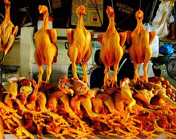 Pollos 05