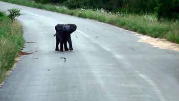 mira como se divierte un elefante bebe corriendo golondrinas mira como se divierte un elefante bebe corriendo golondrinas