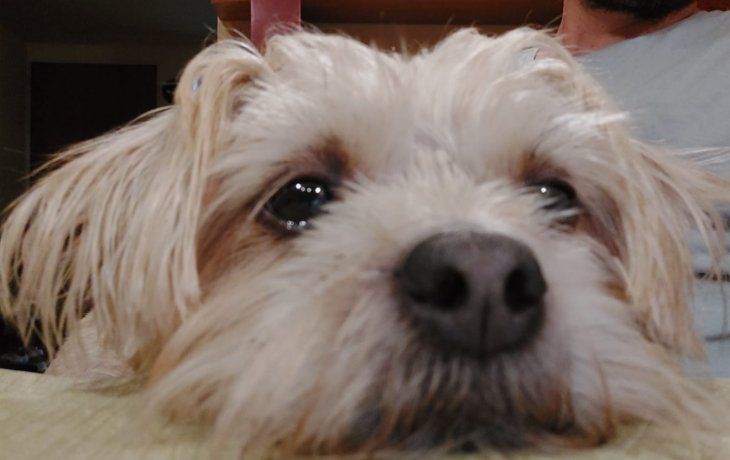 Pirotecnia en las Fiestas: 7 consejos para cuidar a las mascotas del ruido