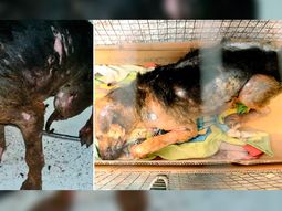 escracharon a un hombre que prendio fuego a un perro escracharon a un hombre que prendio fuego a un perro