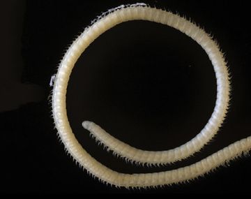 El artrópodo con 414 pies, 200 glándulas venenosas y cuatro penes fue hallado en California.