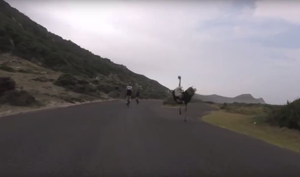 ¿Ganó? Una avestruz se metió en una carrera de ciclistas