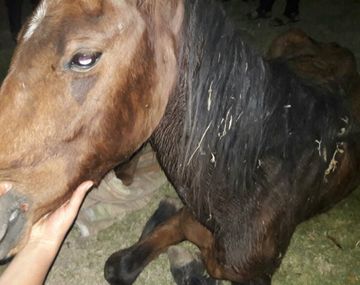 Rescatan a una yegua en estado deplorable que acababa de parir