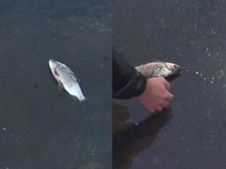 un notero de tn salvo a un pez que agonizaba en el asfalto y el rescate se volvio viral un notero de tn salvo a un pez que agonizaba en el asfalto y el rescate se volvio viral