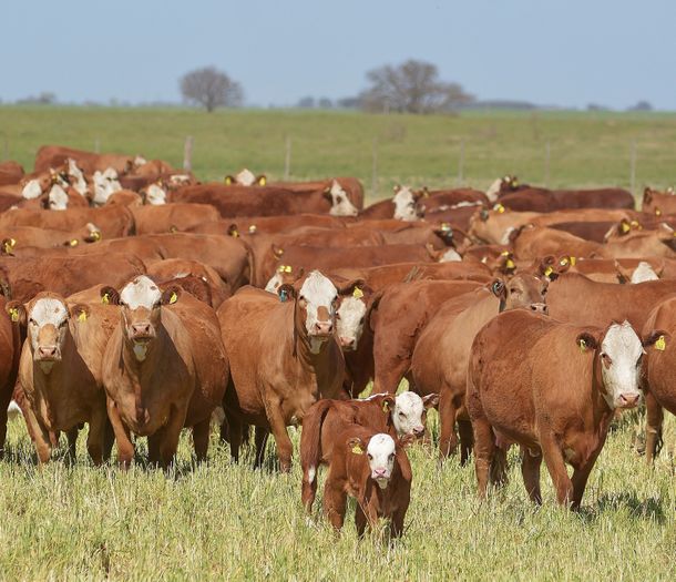 El gobierno se comprometió a reducir las emisiones de metano en los próximos años.